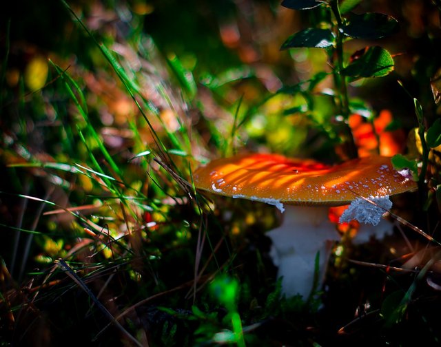 autumn_mushrooms_1_by_emjot72-d5herk5.jpg