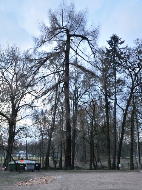 221. Lucień. Modrzew - pomnik przyrody w parku pałacowym.JPG